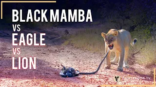 snake vs eagle vs lion