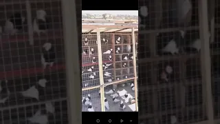 طيور مساجي كربلاء المقدسة علي أبو العباس 