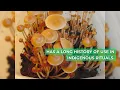 Top 10 magic mushroom
