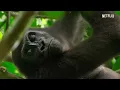 Our Planet | Jungles | FULL EPISODE | Netflix