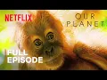 Download Lagu Our Planet | Jungles | FULL EPISODE | Netflix