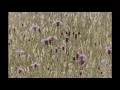 Bibio - Awpockes (Excerpt)