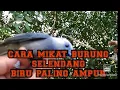 Download Lagu cara mikat burung selendang biru paling ampuh menggunakan pulut