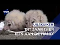 Download Lagu Wat is er aan de hand met de uilskuikens?