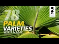 Palm Varieties with name Beautiful Indoor Palms Types of Palm Trees