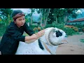 RAGAM JENIS TANDUK DOMBA GARUT!! repost dari channel Mysterium Outdoor