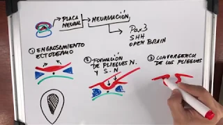 DESARROLLO DEL SISTEMA NERVIOSO