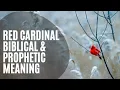 Red Cardinal Biblical Meaning The Prophetic Meaning Of Seeing A Cardinal Cardinal Bible Verses