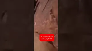 الجبل الذي خرجت منه ناقةسيدنا صالح عليه السلام 