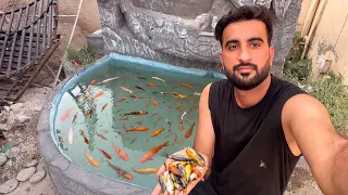 Nuqsan Hogea Fountain Wali Machliyan Mrny Lgi😔