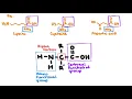 Polypeptides