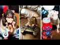 Tik Tok Funny Rats Compilation Trained Rats Playing Cute Rats Rats Stealing Food