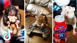 Tik Tok Funny Rats Compilation Trained Rats Playing Cute Rats Rats Stealing Food