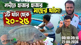 নদীতে হাজার হাজার মাছের খাঁচা!  ১টি খাঁচা থেকে ২০–২৫ হাজার টাকা লাভ কীভাবে?