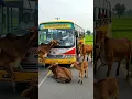 Lagu 😱 BUS TERKURUNG SAPI LIAR DI JALAN! | DETIK-DETIK MENCEKAM DI PEDESAAN! 🚨🐄