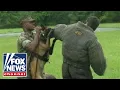 Leland Vittert helps with Marine dog training