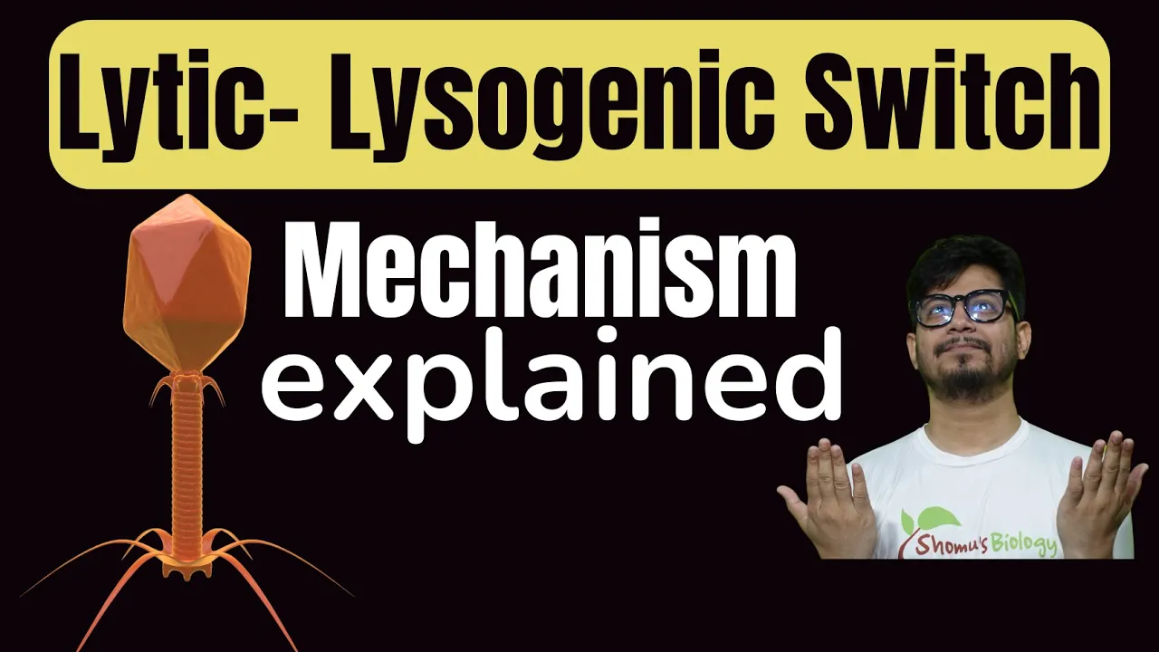 Lytic lysogenic switch | Molecular switch between lytic cycle and lysogenic cycle | lambda operon