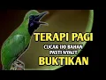 Download Lagu Terapi pagi CUCAK IJO BAHAN pasti nyaut bunyi dan GACOR