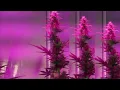 Slightly Stoopid ft. Capleton - No Cocaine Remix
