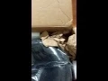Team sundown 15 series subwoofer unboxing