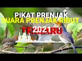 Download Lagu SUARA PIKAT BURUNG PRENJAK RIBUT~VERSI PRENJAK ANTI GAGAL!