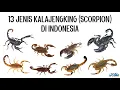 Download Lagu 13 Jenis Kalajengking (Scorpion) di Indonesia