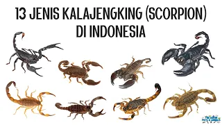 Download 13 Jenis Kalajengking (Scorpion) di Indonesia MP3