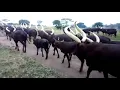 Igishakamba
