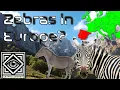 Download Lagu The Zebro | The Lost Zebras of Europe