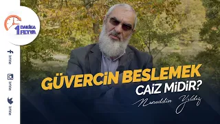 Güvercin beslemek caiz midir?