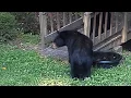 Bear Ruby and Crew - A Quick Stop