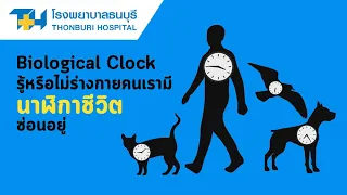 นาฬิกาชีวภาพแรมรวนเกิดจากอะไร