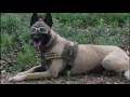 Lobos sniffs out crime in Fayette County