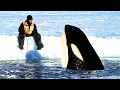 7 Orca Encounters That ll Brighten Your Day