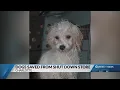 Charlotte pet store shut down after at least 11 puppies died