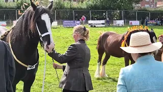 Amazing Grace in the show ring - but how did she do?