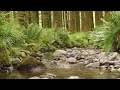 SOOTHING NATURE SOUNDS, BIRDS SINGING, RELAXING SOUND OF THE STREAM, RELAXING SOUNDS OF THE FOREST