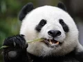 Giant Pandas - The Last Refuge Wildlife Documentary