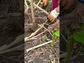 Download Lagu tapioca #shortvideo #tapioka #villagelife #farming