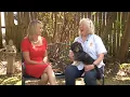 Pet of the Week Adorable Shih - mix