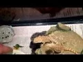 Feeding our Bearded Dragons Collard Greens