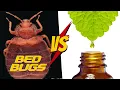 Top 7 Essential Oils to Get Rid of Bed Bugs COMPLETE Tutorial