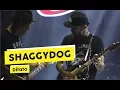 Download Lagu [HD] Shaggydog - Ditato (Live at KICKFEST 2018)