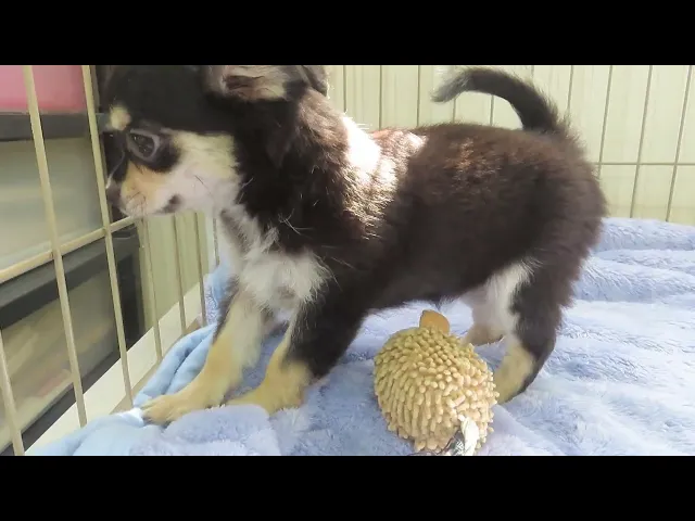 動画