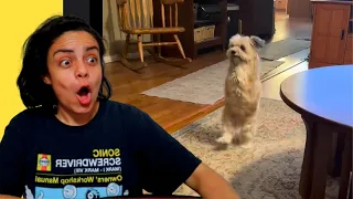 POV My Community Has Bad Humor
