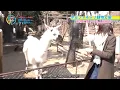 Download Lagu [Eng Sub] How animals react differently to Rie Takahashi and Reina Ueda - Shigohaji