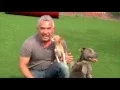 Cesar Millan Explains Little Dogs Playing with Big Dogs