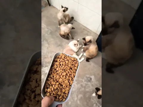 Funny Cats and Food 😻 #cats #funny #animal #love #shorts