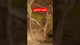 عندما تلتقي اللبوه والزرافه شاهد 