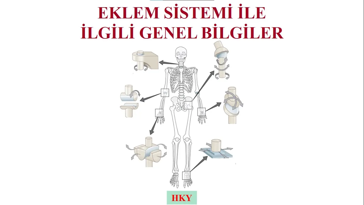 1- Eklem Genel Bilgiler
